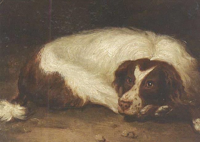 unknow artist A sporting dog lying down Sweden oil painting art